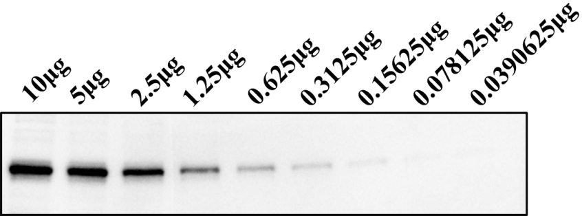 极敏型 ECL 化学发光试剂盒怎么选？