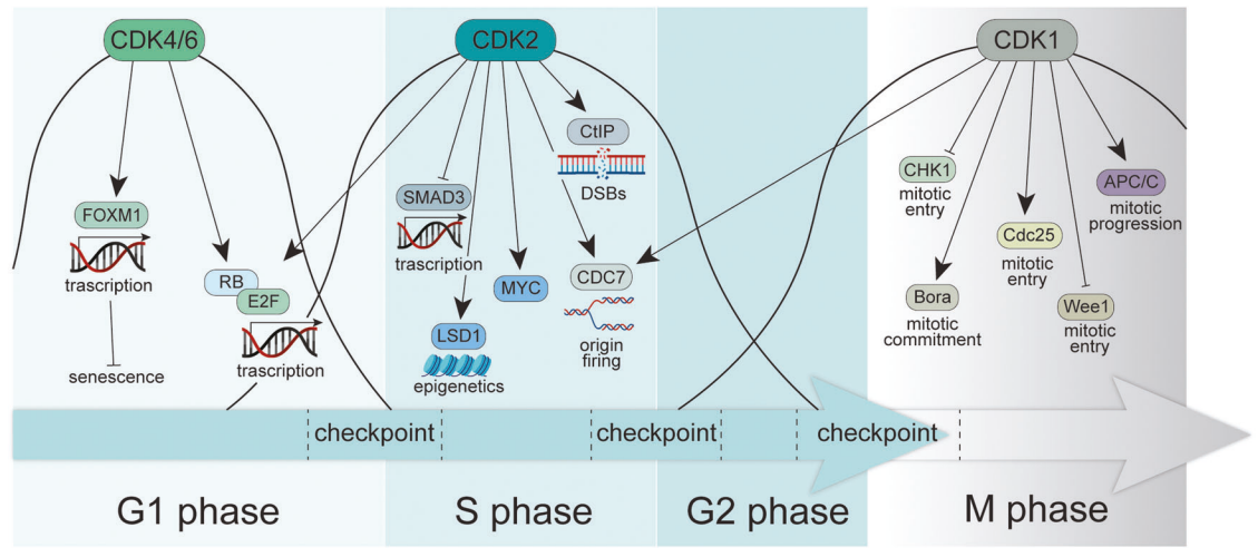 Human KRAS[G13D]/CRBN PROTAC Binding Kit：靶向蛋白质降解的"分子弹簧秤"