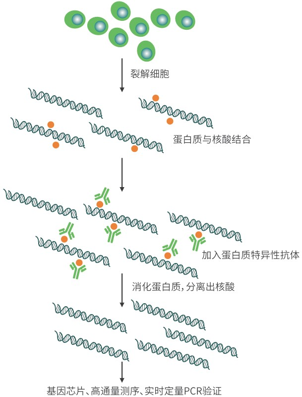 RNA 免疫共沉淀（RIP）：解析 RNA - 蛋白互作的实用技术