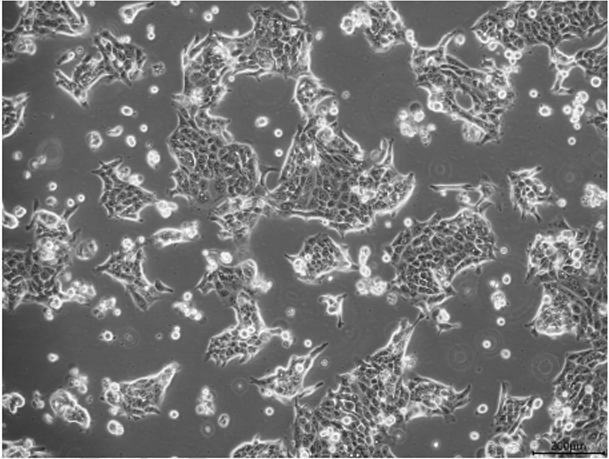 CFPAC-1、SW 1990、PANC-1、Panc02胰腺癌细胞系培养合集来袭！