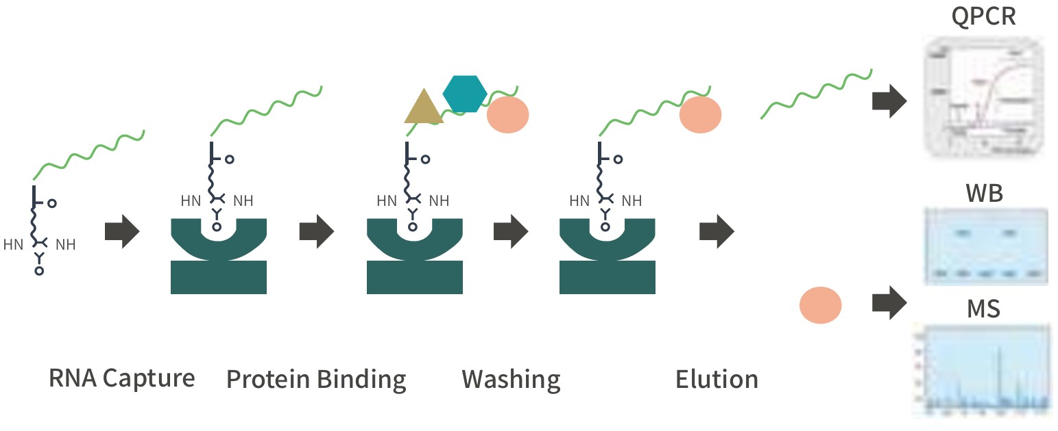 RNA Pull Down Kit：揭秘细胞内RNA与蛋白的相互作用