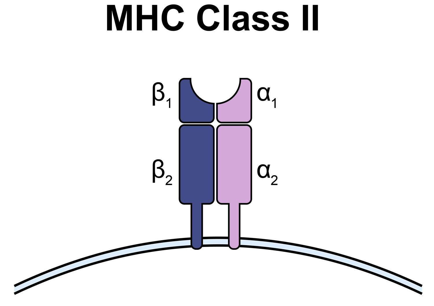 Human IL10/IL10RA Binding Kit:免疫抑制信令的"精密校准仪"