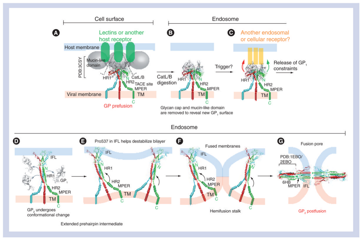 STAT6 His&Strep Tag 重组蛋白：信号转导与转录激活研究的核心工具