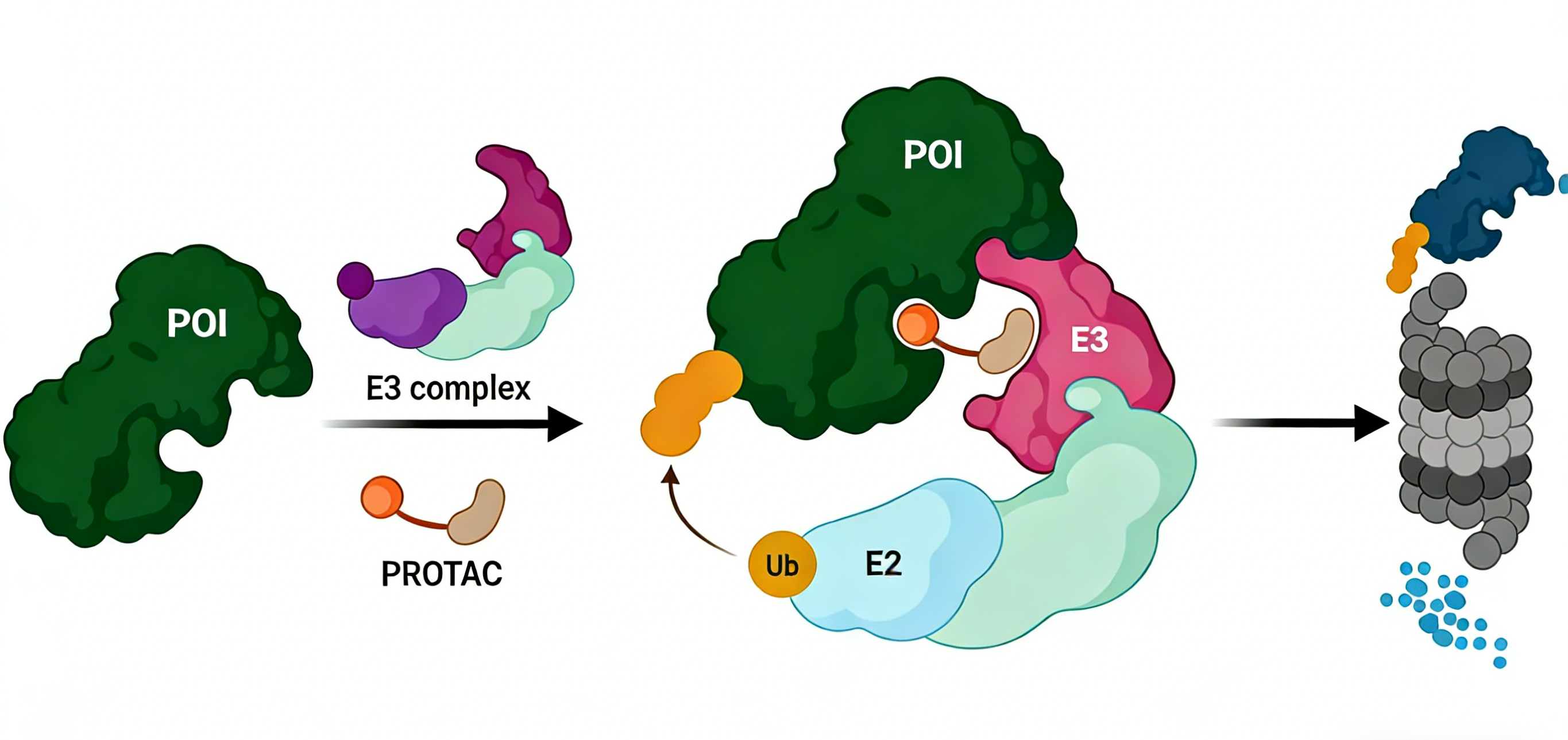 靶向蛋白降解技术中的CRBN E3连接酶及其应用优势