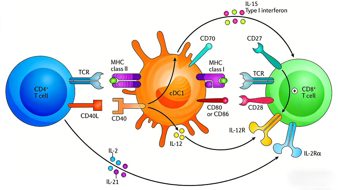 免疫治疗靶点CD40/CD40L：通路机制、功能与试剂盒研发应用