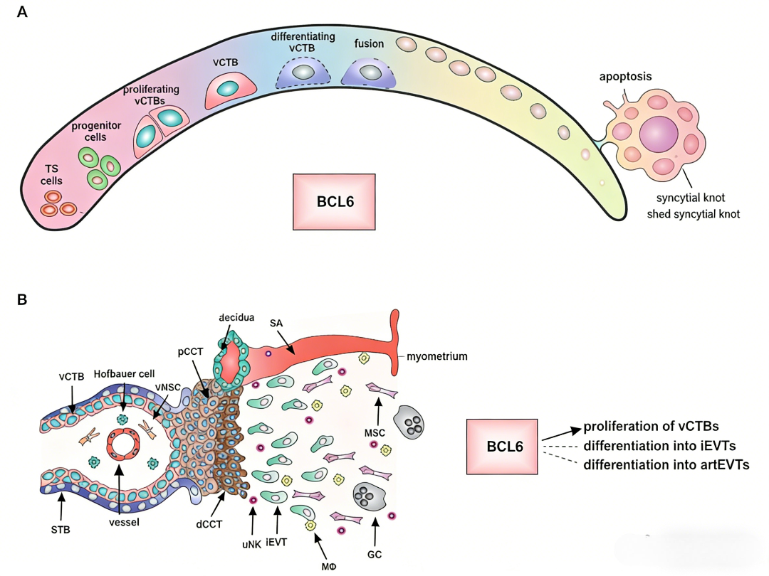 关键致癌基因BCL6在生殖病理中的多效性作用及其分子机制