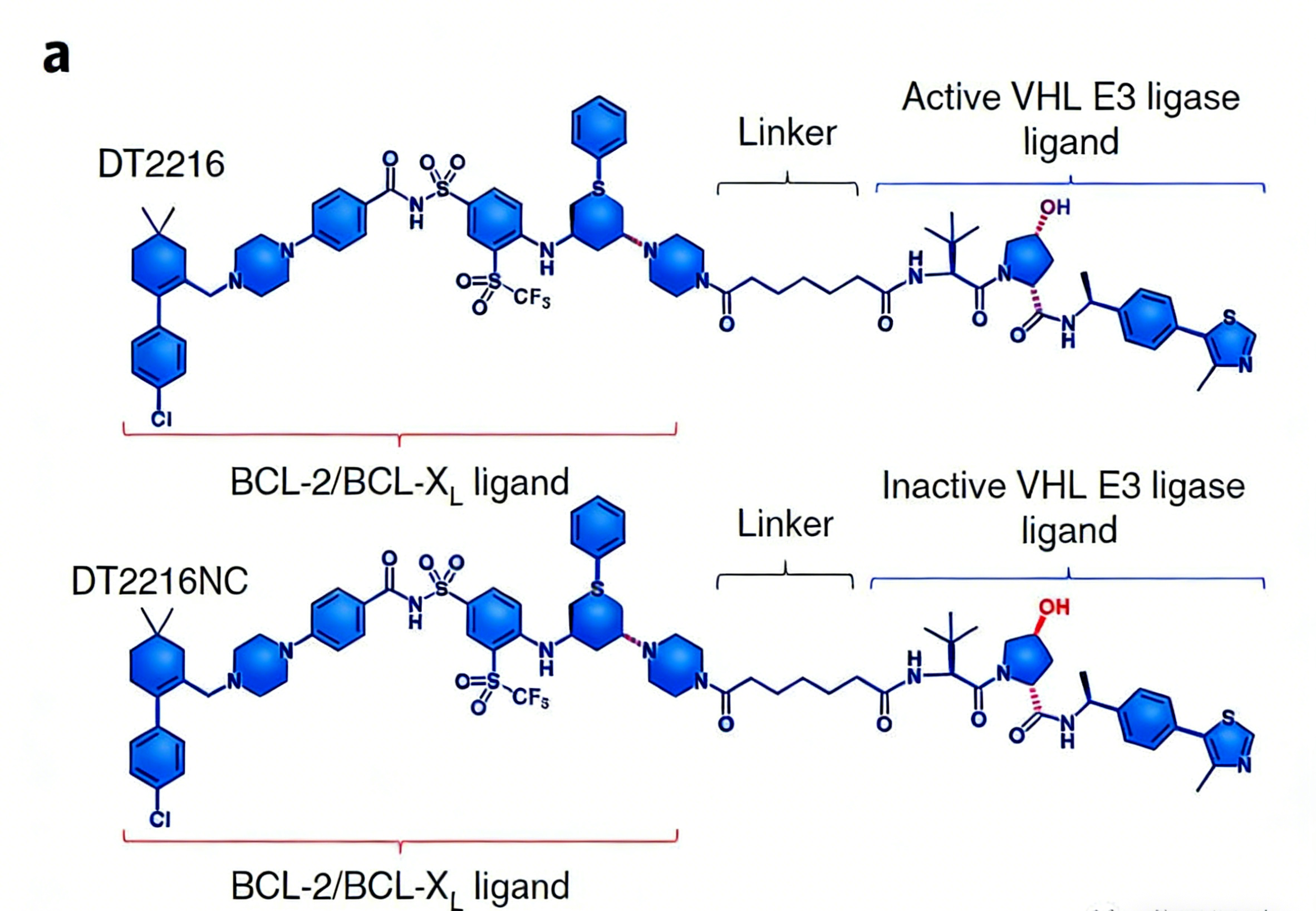 靶向BCL-XL的VHL依赖性PROTAC降解剂：克服血小板毒性的创新策略与试剂盒开发