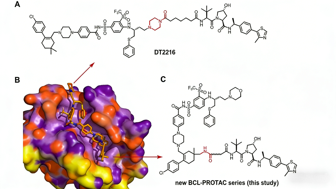 基于BCL-XL/CRBN PROTAC试剂盒开发的新型BCL-XL降解剂增强BCL-2抑制功能的研究