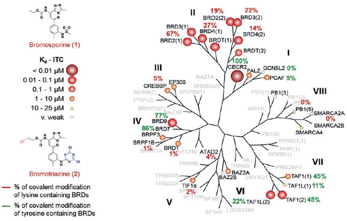 靶向Bromodomain非催化保守残基的活性探针设计及其在表观遗传研究试剂盒中的应用