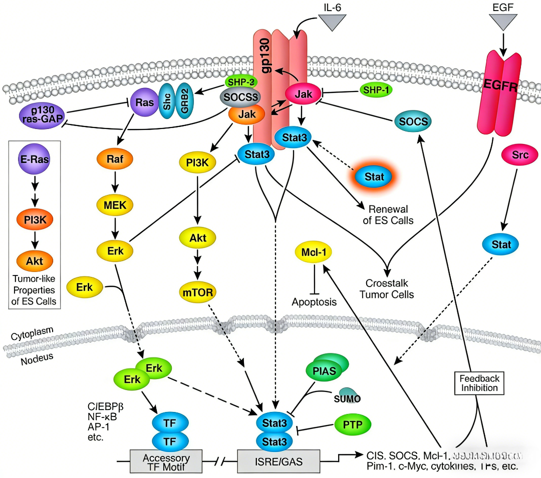 白细胞介素6（IL-6）的分子生物学特性与临床检测应用