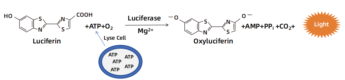 Luminescent vs. Fluorescent: 如何选择细胞活力检测方法?