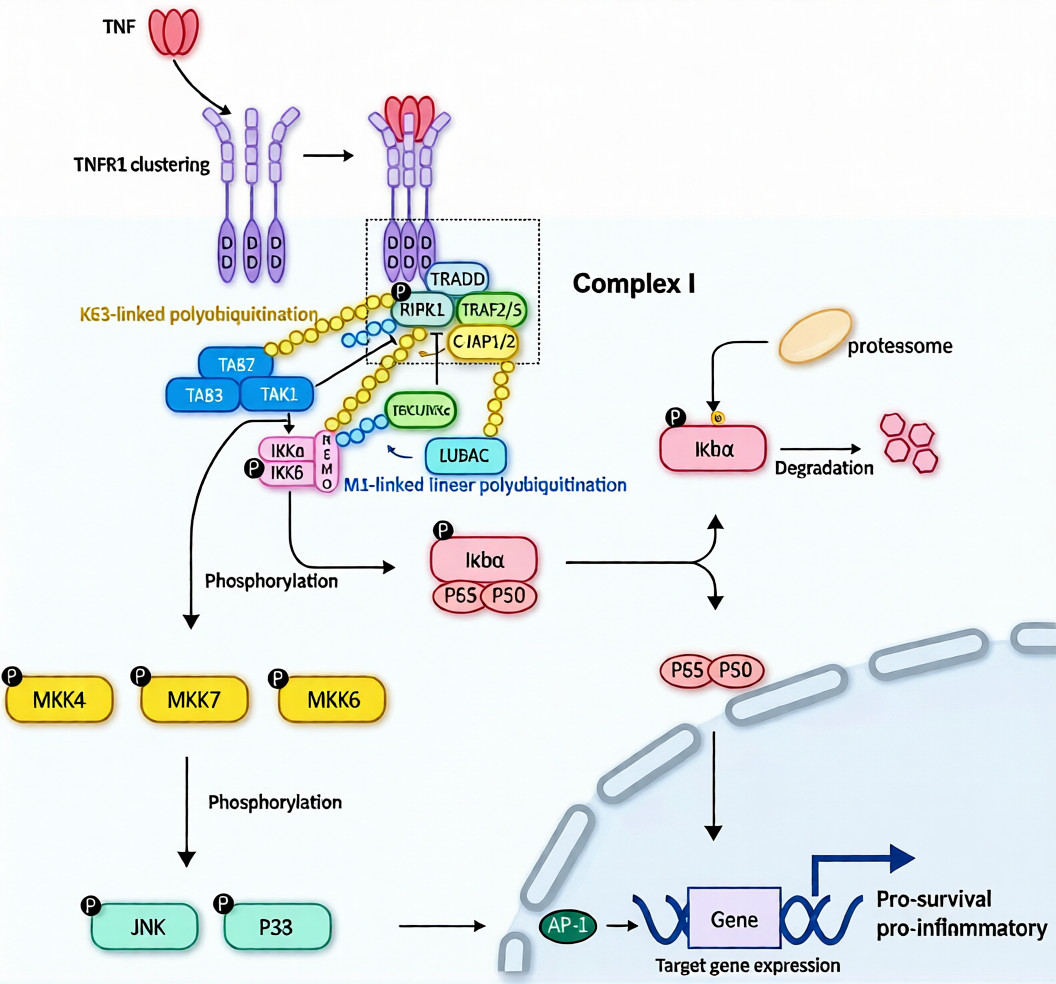 肿瘤坏死因子受体1的分子特征与信号转导机制