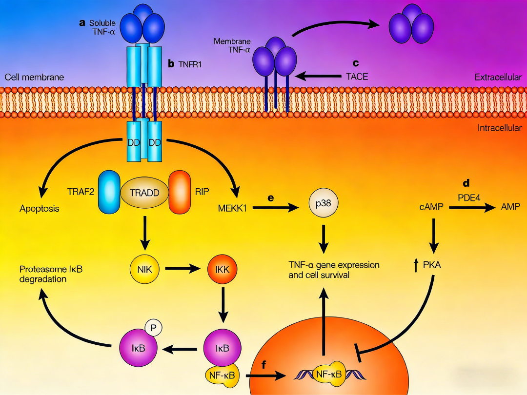 肿瘤坏死因子-α：生理与病理的双重作用机制及检测应用