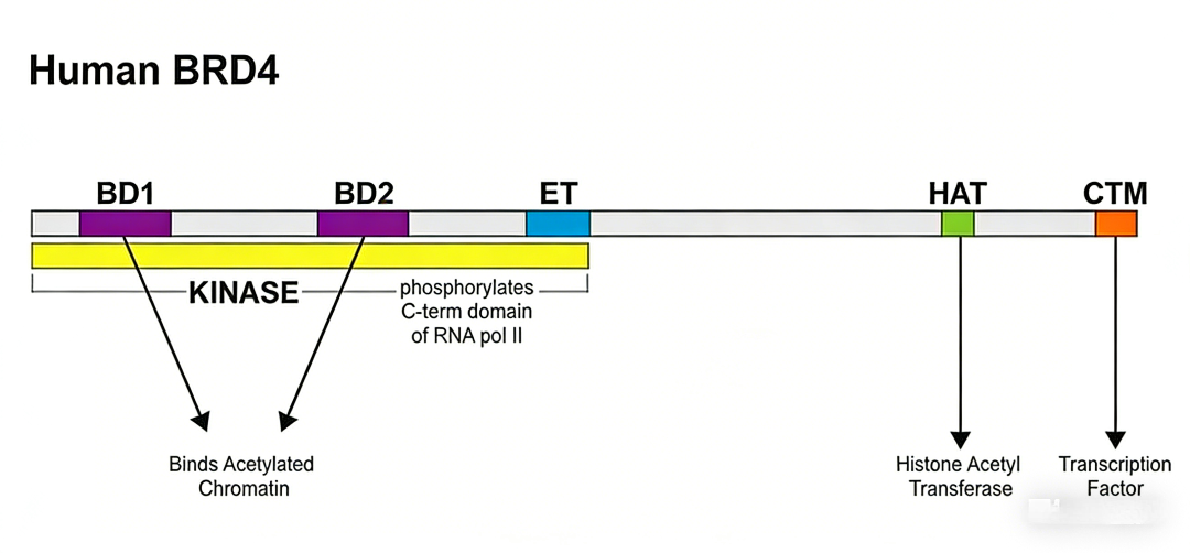 表观遗传调控因子BRD4：从基础功能到靶向降解策略