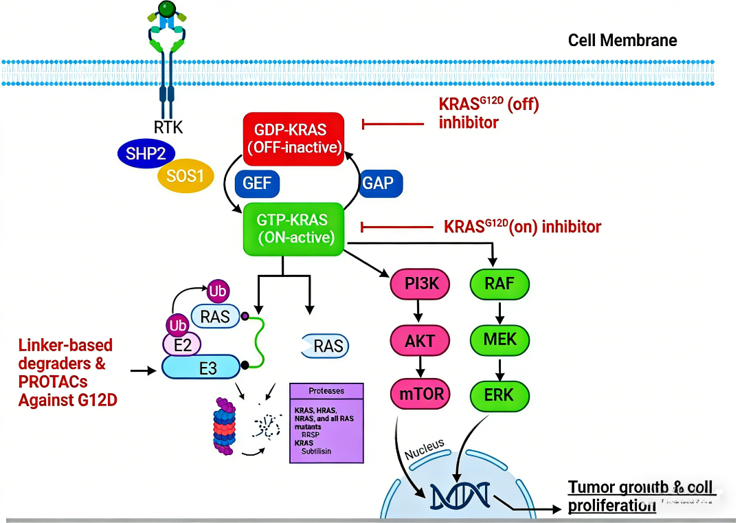 KRAS[G12D]突变体的生物学特性与靶向降解策略研究进展