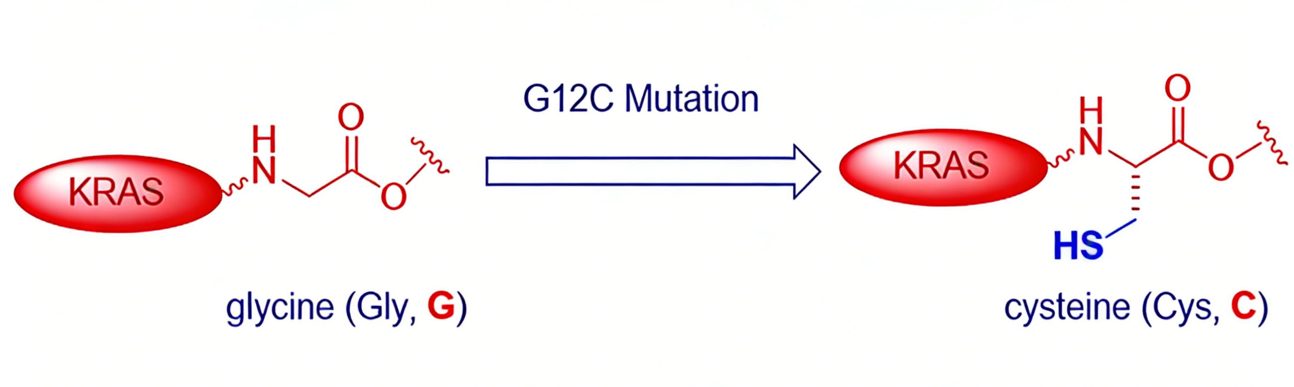 KRAS[G12C]突变体的生物学特征与靶向降解策略
