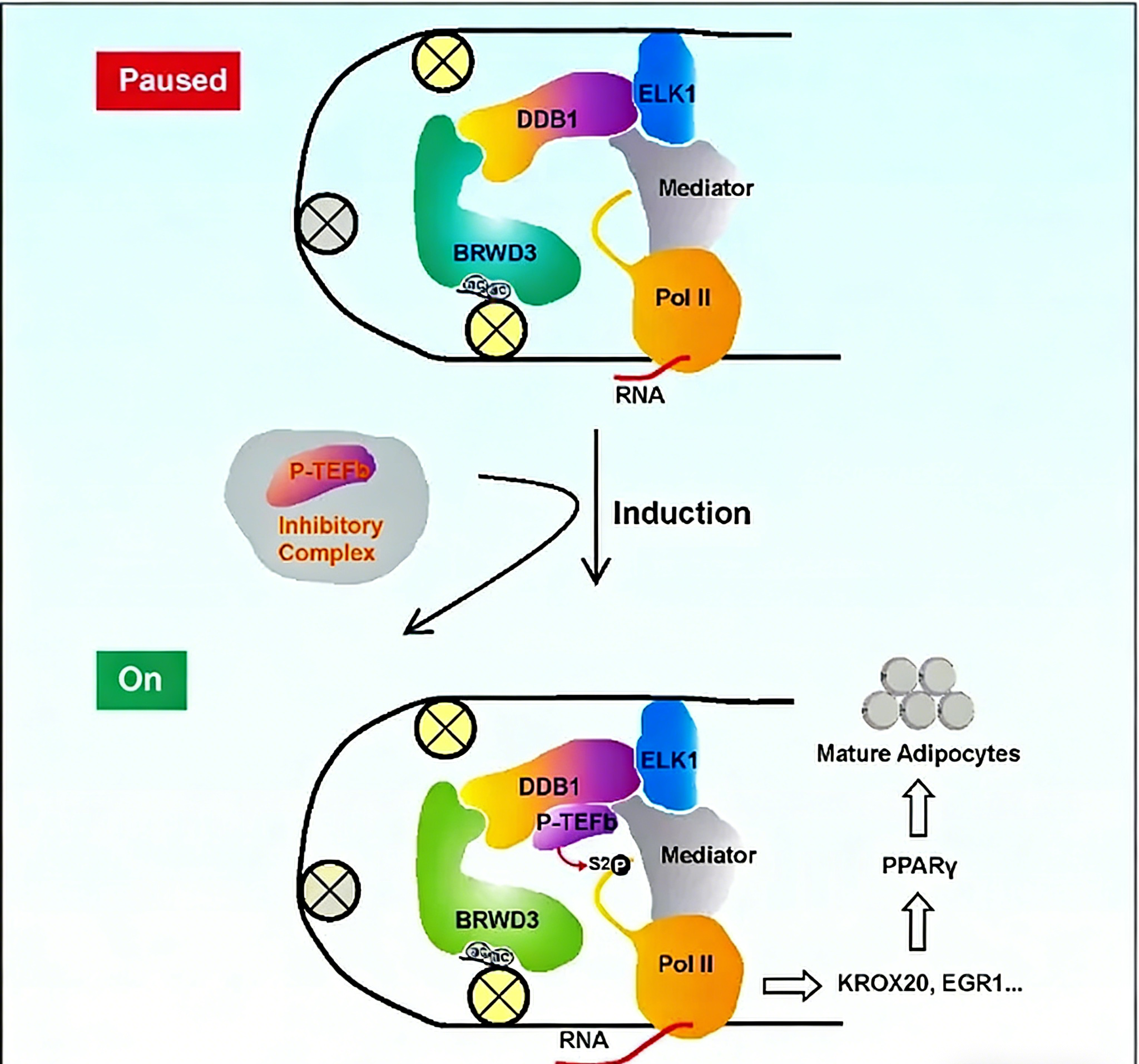 DDB1在脂肪细胞分化转录调控中的作用机制研究