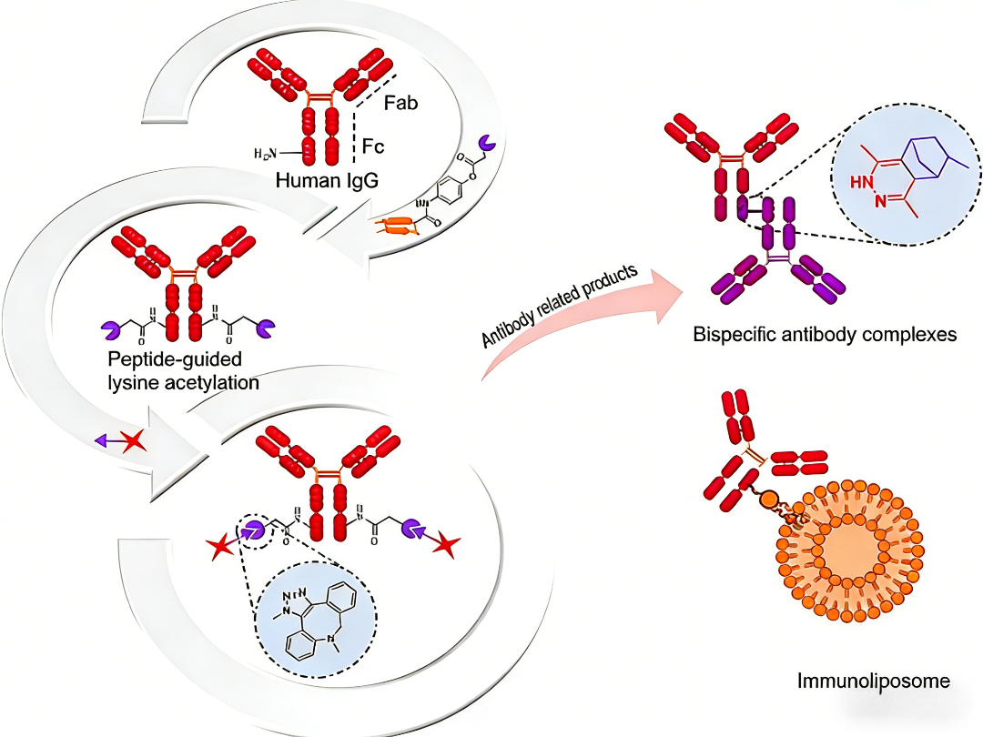 位点特异性修饰技术对总IgG检测试剂盒发展的启示