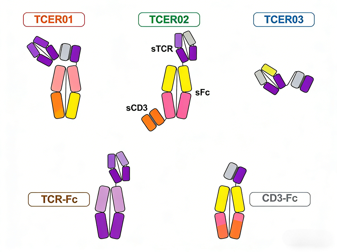 靶向KRAS[G12V]的TCE与PROTAC技术研究进展