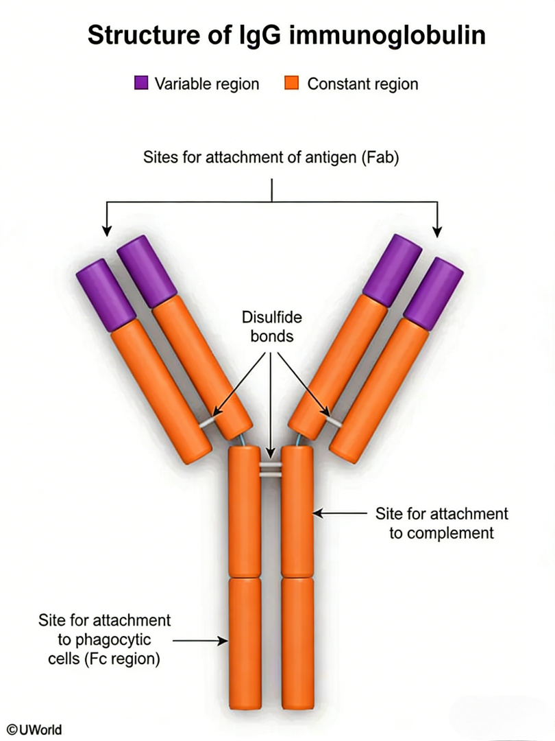 IgG的结构、功能及其在夹心法检测试剂盒中的应用