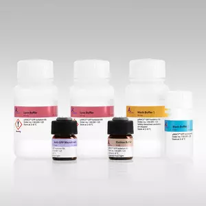 磁珠分选技术原理与 µMACS Protein A MicroBeads应用