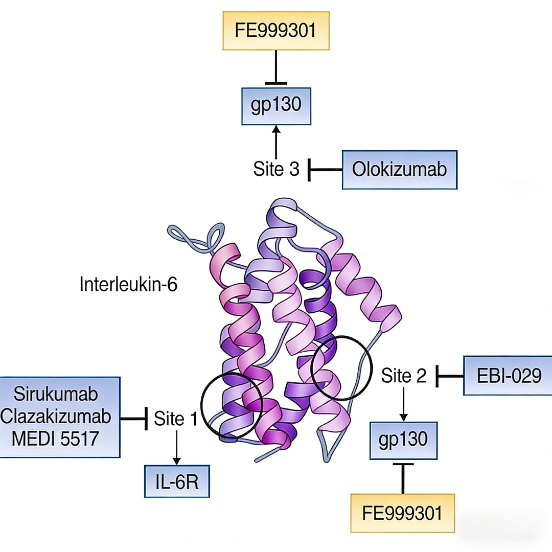 IL-6蛋白：分子特性、功能与靶向治疗