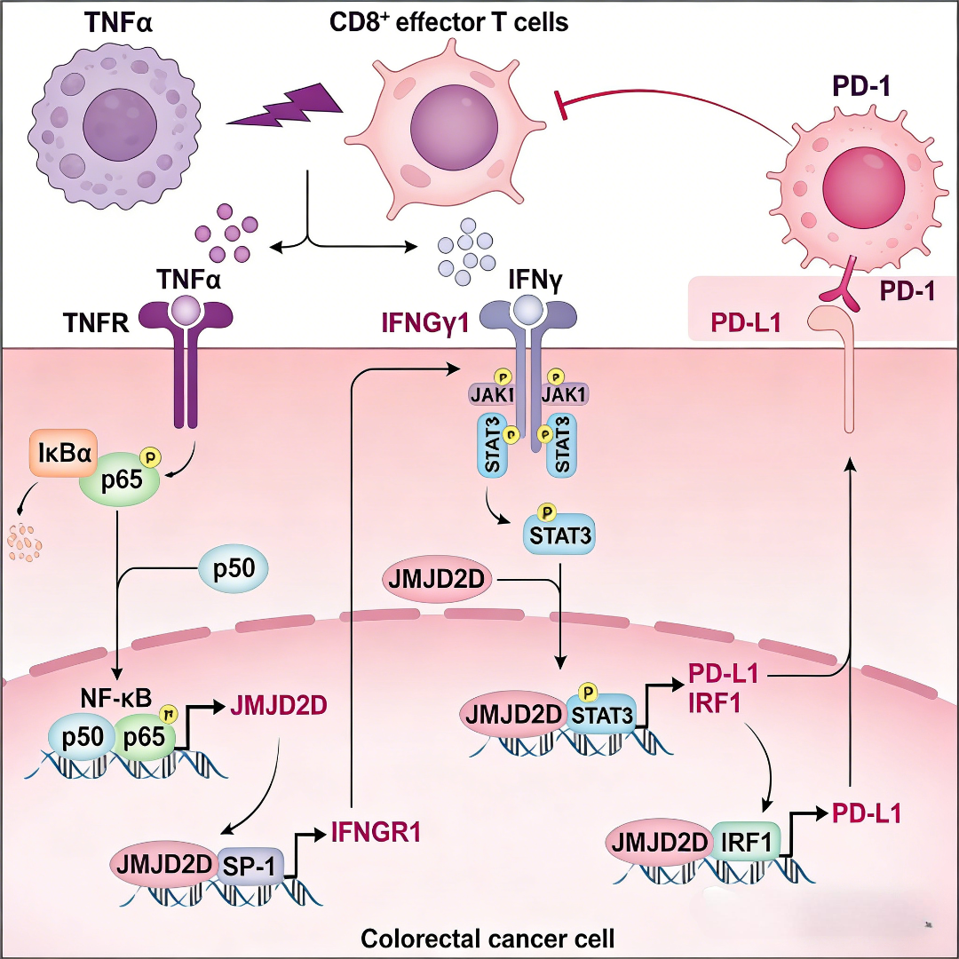 泛素连接酶STUB1调控干扰素γ受体稳定性及其在肿瘤免疫中的功能