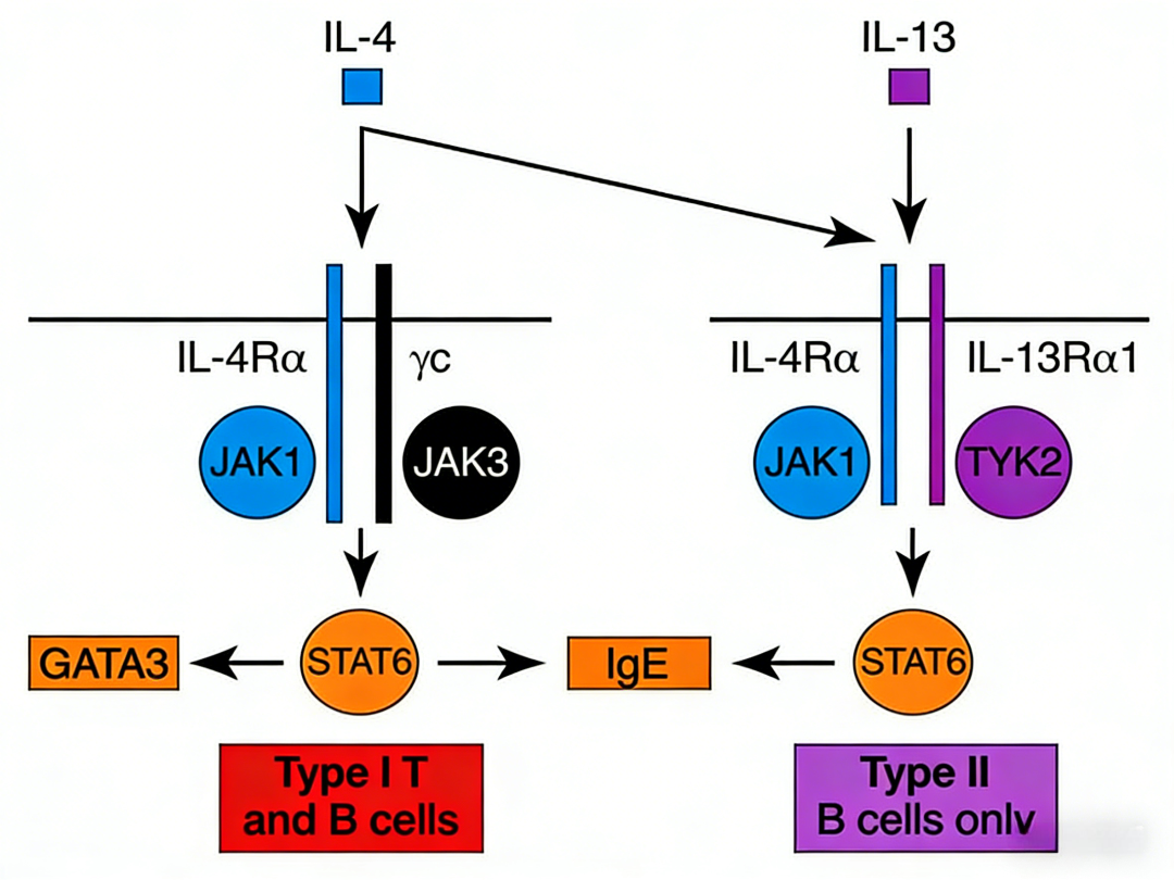 IL-13在运动诱导骨骼肌代谢重塑中的作用及其蛋白功能研究