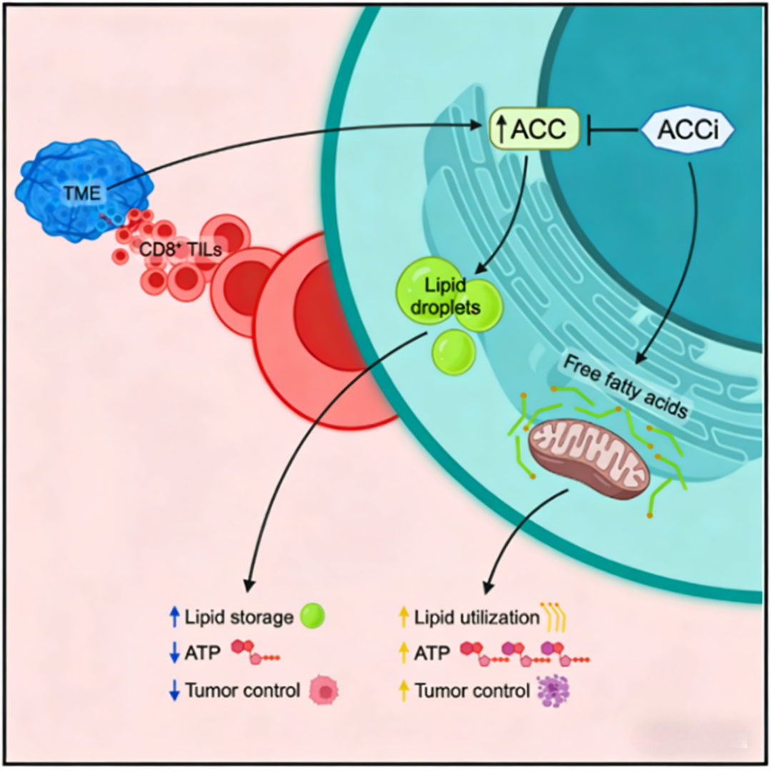 乙酰辅酶A羧化酶在肿瘤CD8+ T细胞代谢调控中的作用及其标记技术研究进展