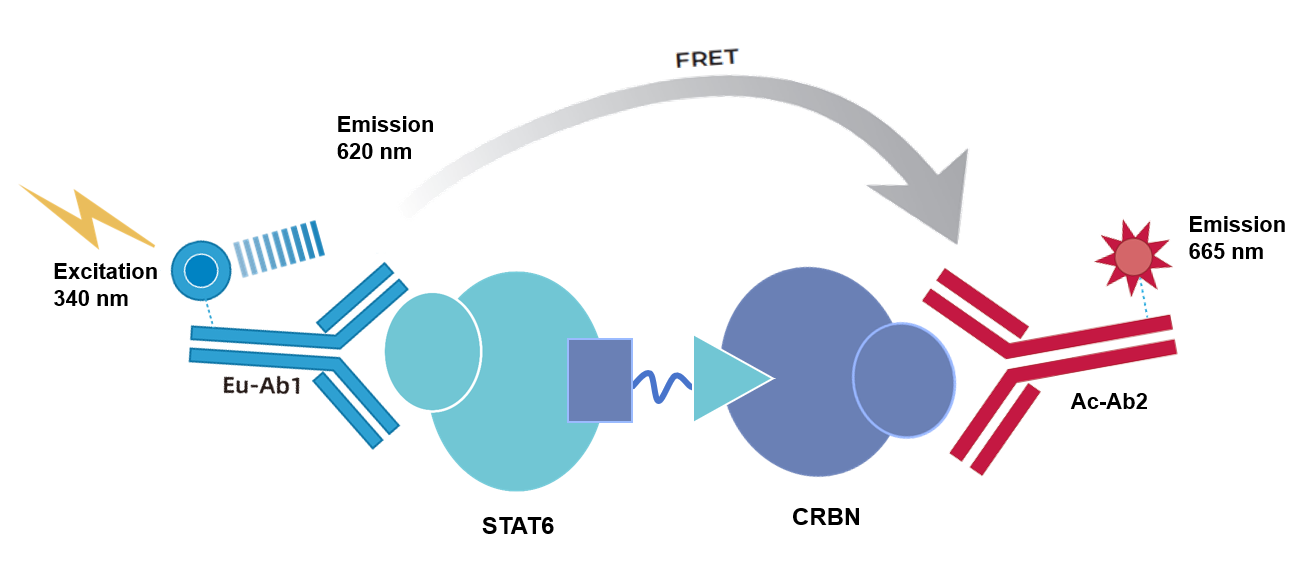 TR-FRET 技术：免洗高通量的科研检测新工具