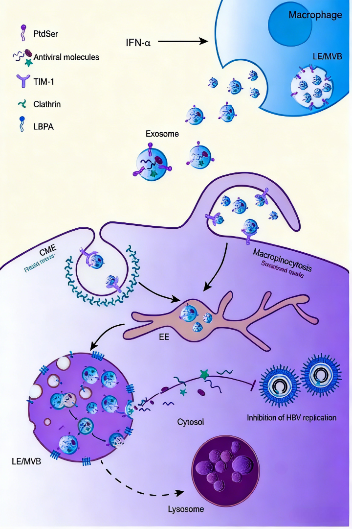 外泌体介导的IFN-α抗HBV效应传递机制研究