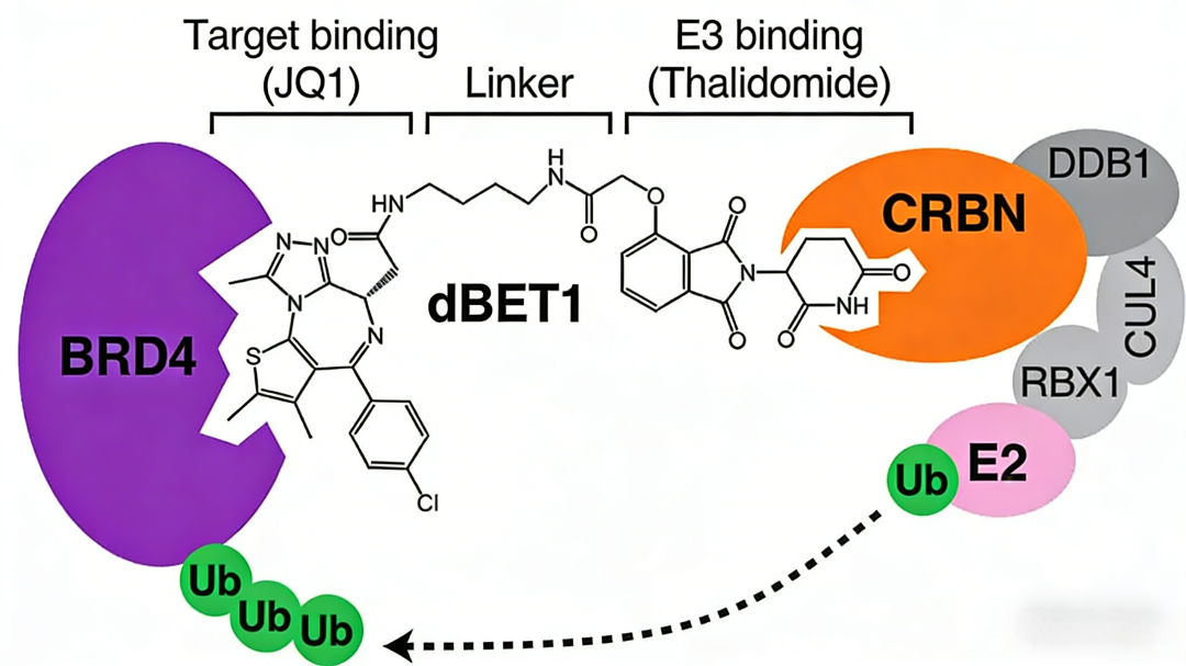 CRBN配体在靶向蛋白降解技术中的作用及新型配体研发进展