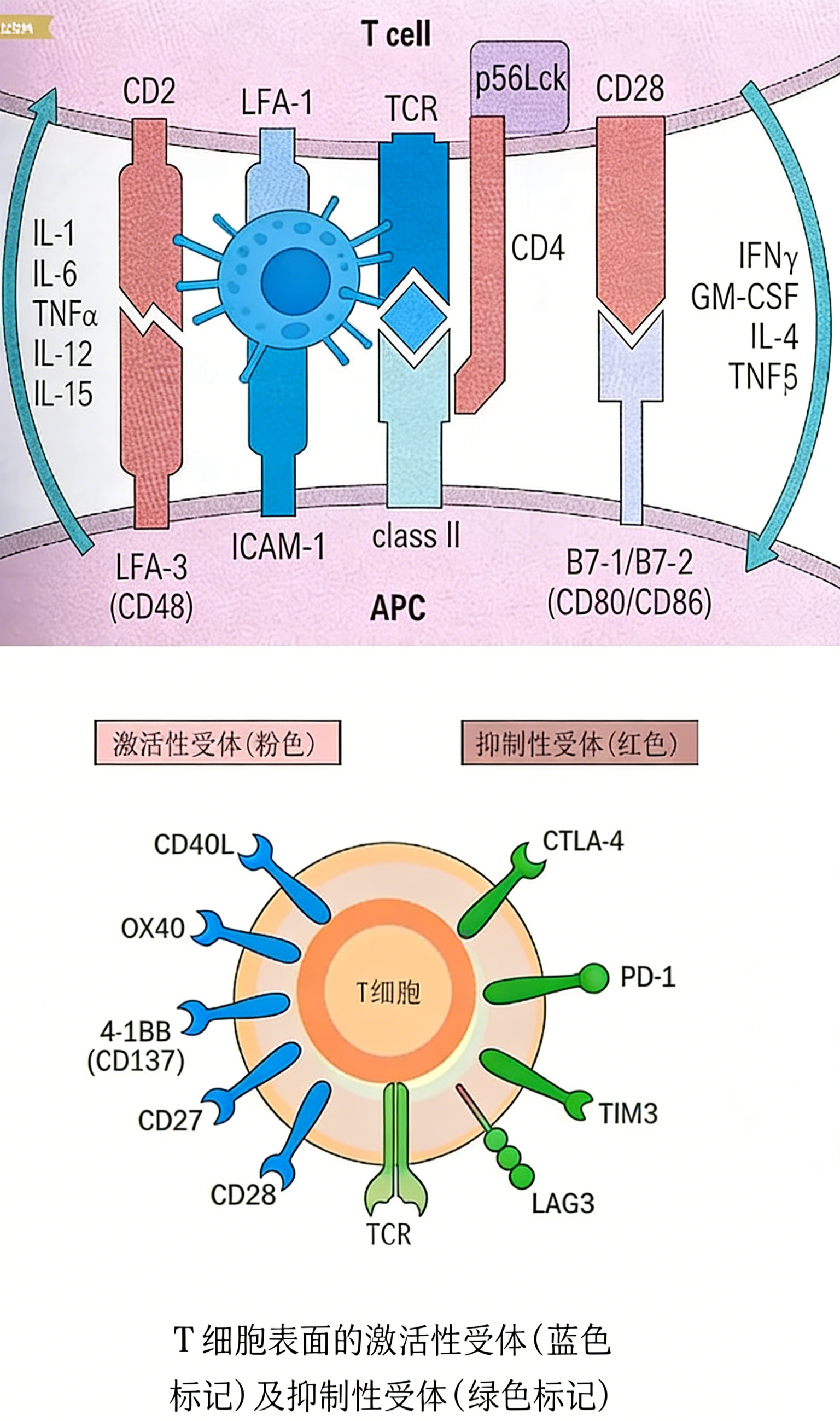 CD40/CD40L信号通路在免疫治疗中的核心作用与靶向策略