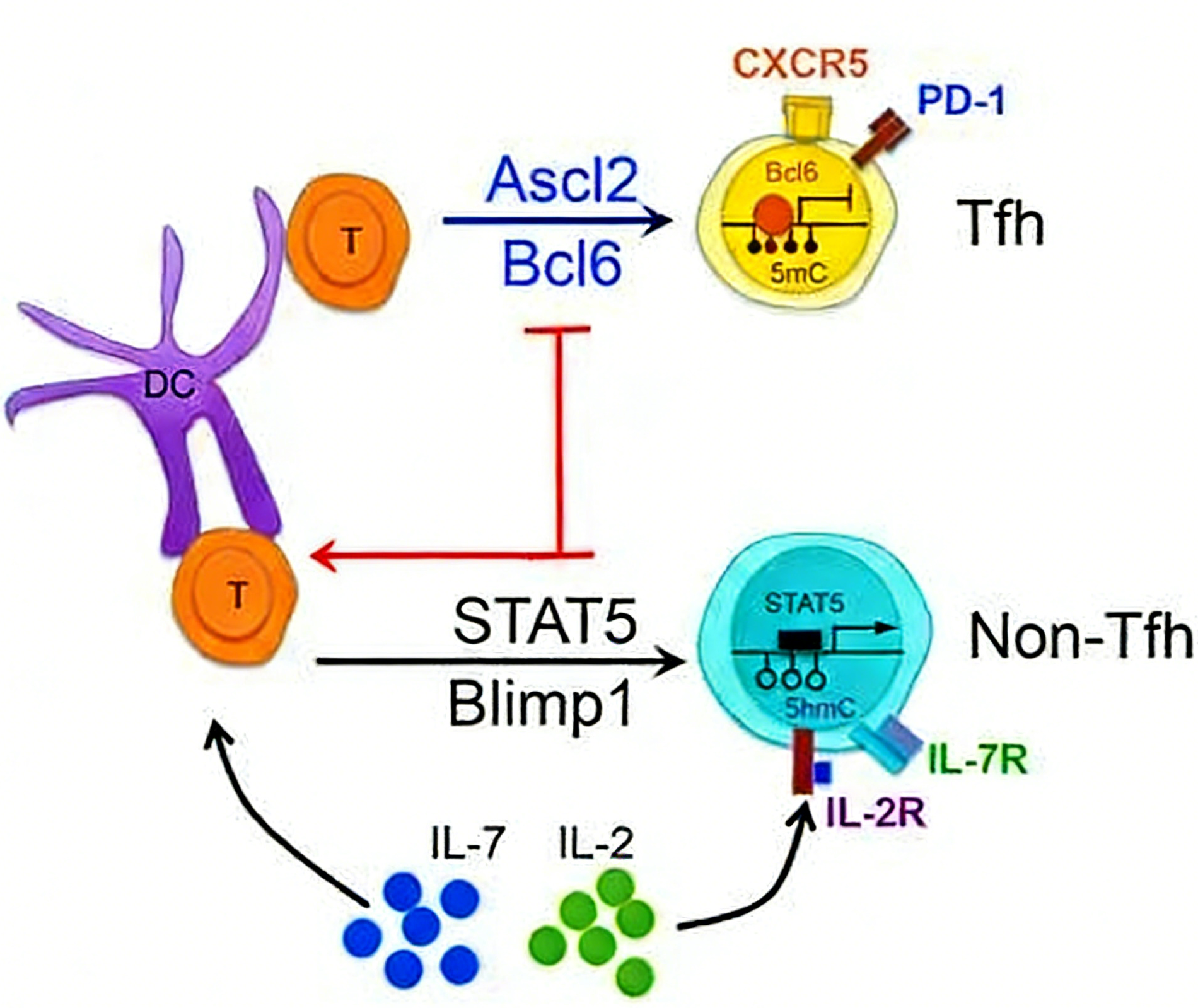靶向BCL6蛋白降解：从关键转录因子到新型治疗策略