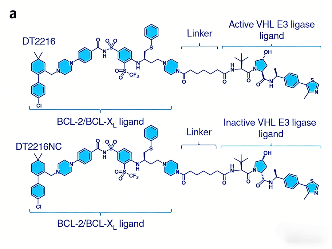 靶向BCL-XL的蛋白降解疗法：选择性抑制肿瘤生长与血小板毒性规避策略