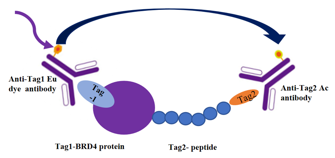 基于活性探针策略的Bromodomain蛋白质功能研究