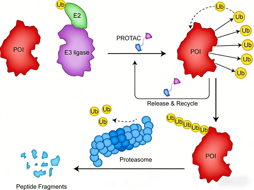 BCL-XL/CRBN PROTAC试剂盒：推动肿瘤选择性蛋白降解疗法开发的标准化工具
