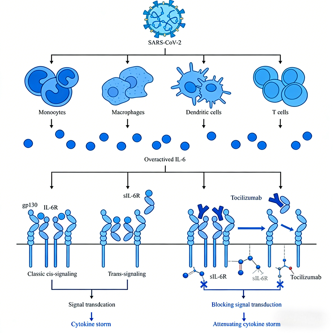IL-6/IL-6R信号通路与细胞因子风暴：病理机制与靶向干预