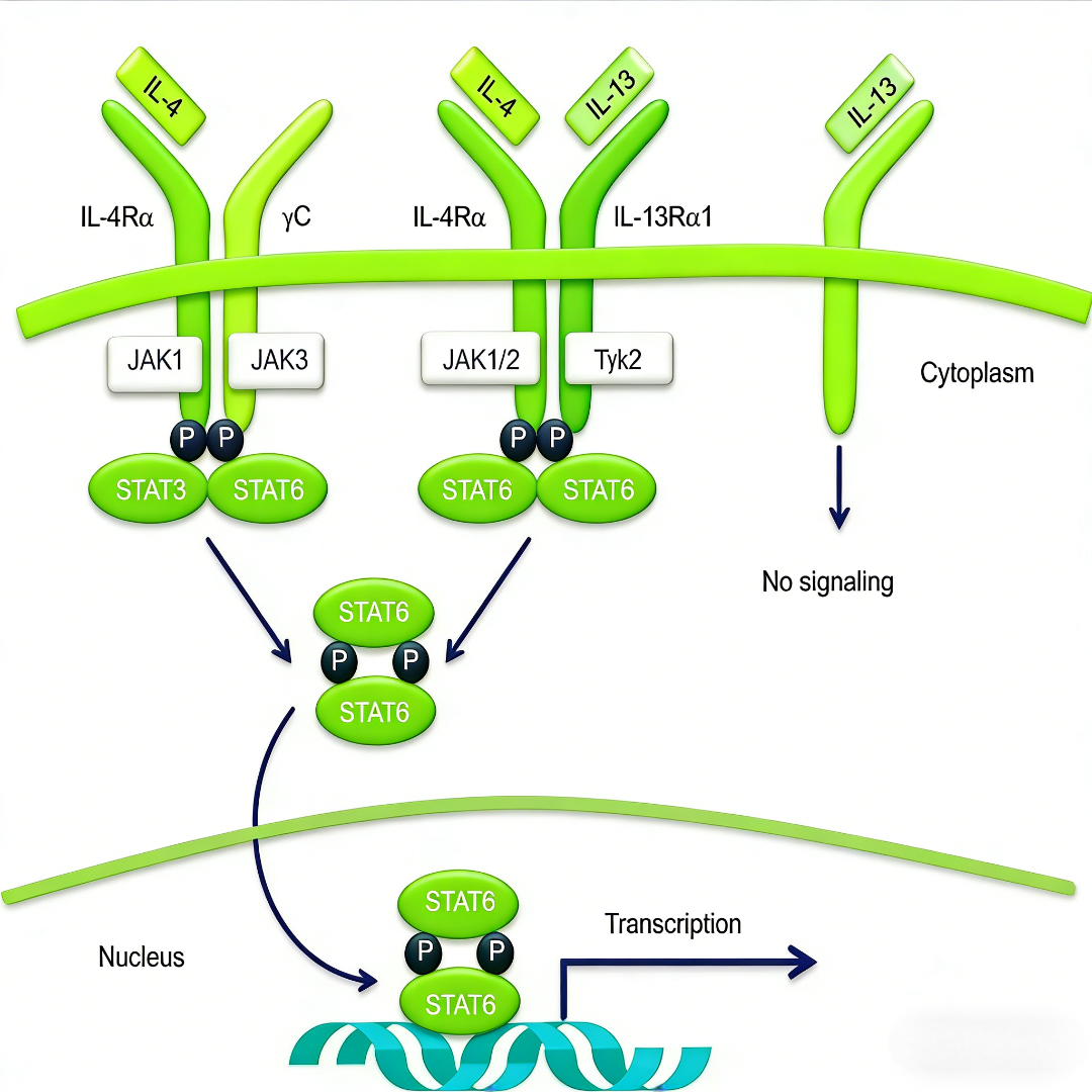 IL-4/IL-4R信号通路：过敏性炎症的核心驱动与治疗靶点