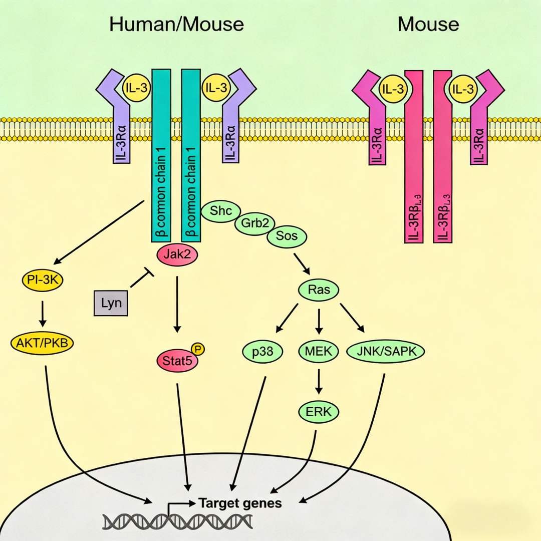 IL-3/IL-3R信号通路多态性调控白血病干细胞命运：机制与靶向研究策略