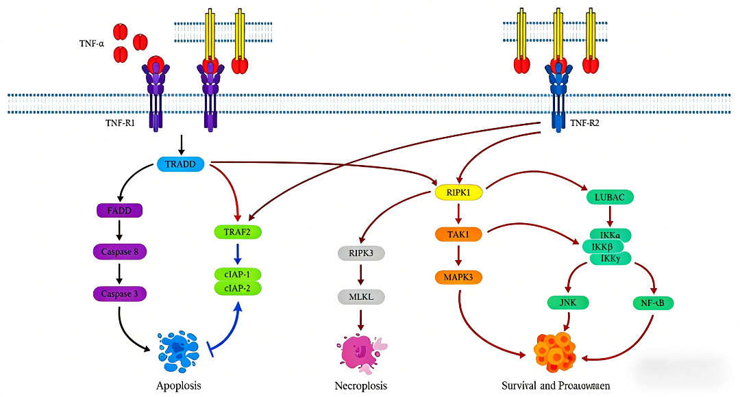 TNF-α/TNFR2信号通路：炎症调控的双重作用与精准研究策略