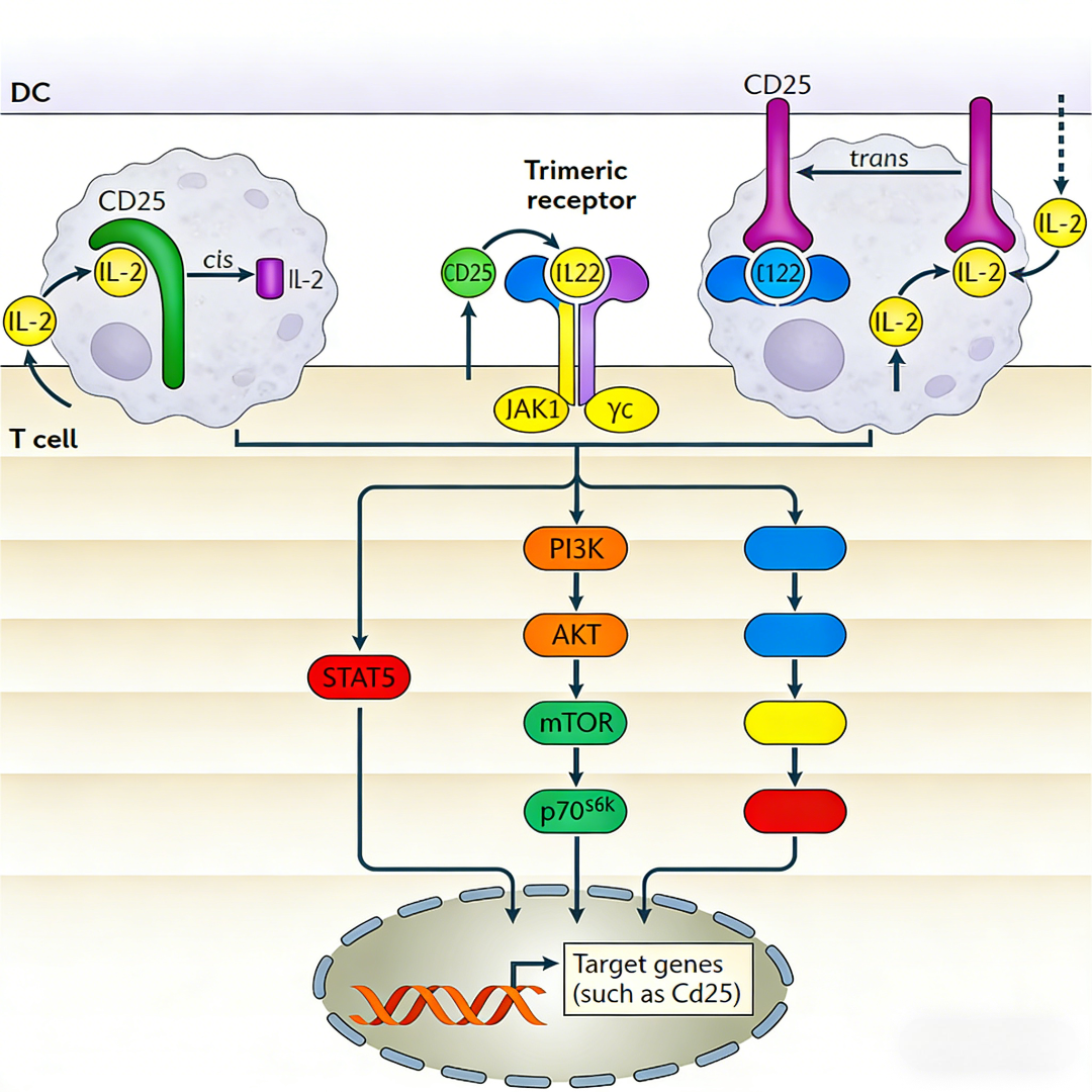 IL-2/IL-2R信号通路：免疫平衡的双重调控与靶向药物开发