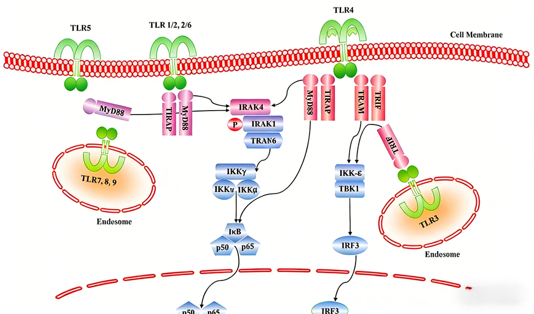 IRAK4在先天免疫信号通路中的核心作用与靶向治疗策略