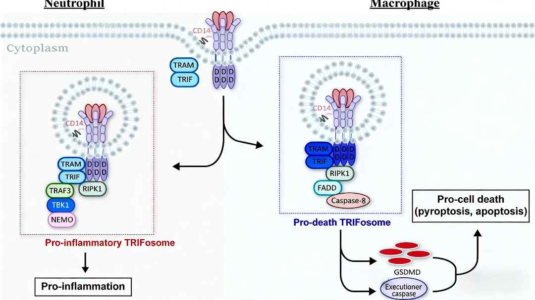 TNF-α/TNFR1信号通路机制及其在检测试剂盒开发中的应用