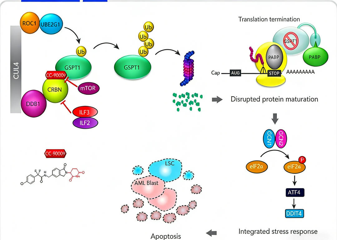 GSPT1蛋白降解剂的研发进展与DDB1-CRBN&GSPT1 PROTAC试剂盒的应用价值