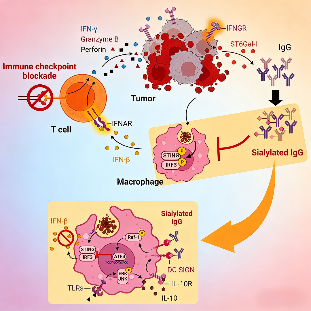 基于肽引导的IgG位点选择性修饰及其在诊断应用中的潜力