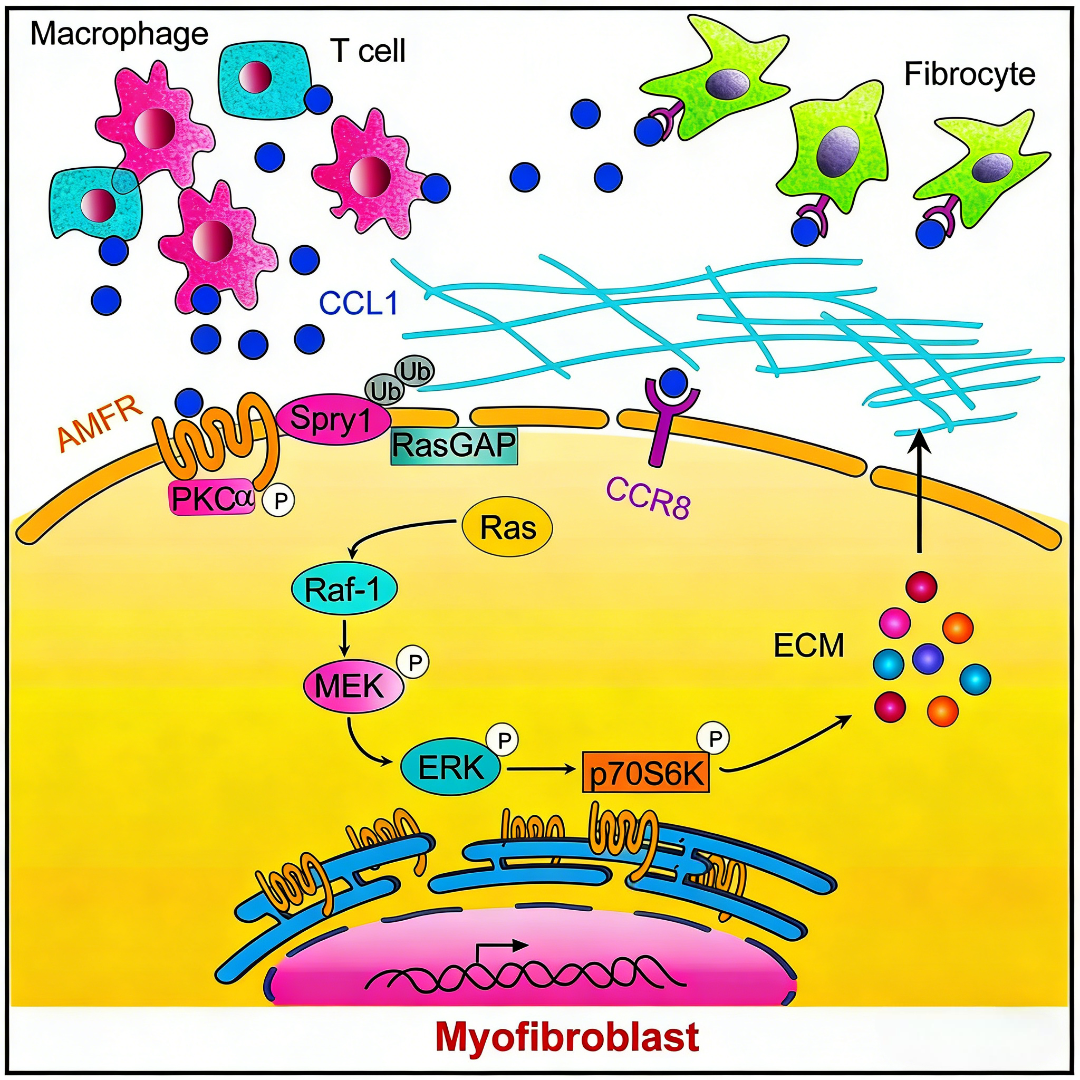 趋化因子CCL1/I-309通过AMFR-SPRY1信号轴驱动肺纤维化进程的机制研究