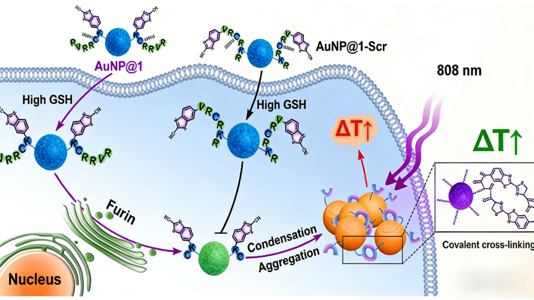 基于Furin蛋白酶响应的肿瘤光热治疗新策略