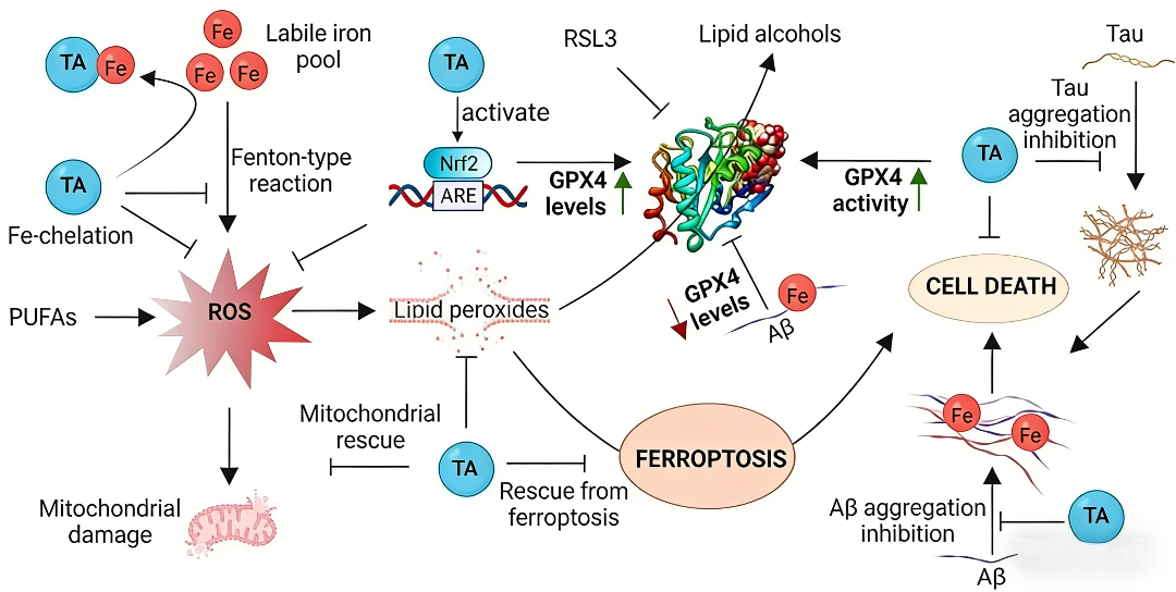 天然多酚鞣酸通过协同激活GPX4抑制阿尔茨海默病铁死亡的作用机制