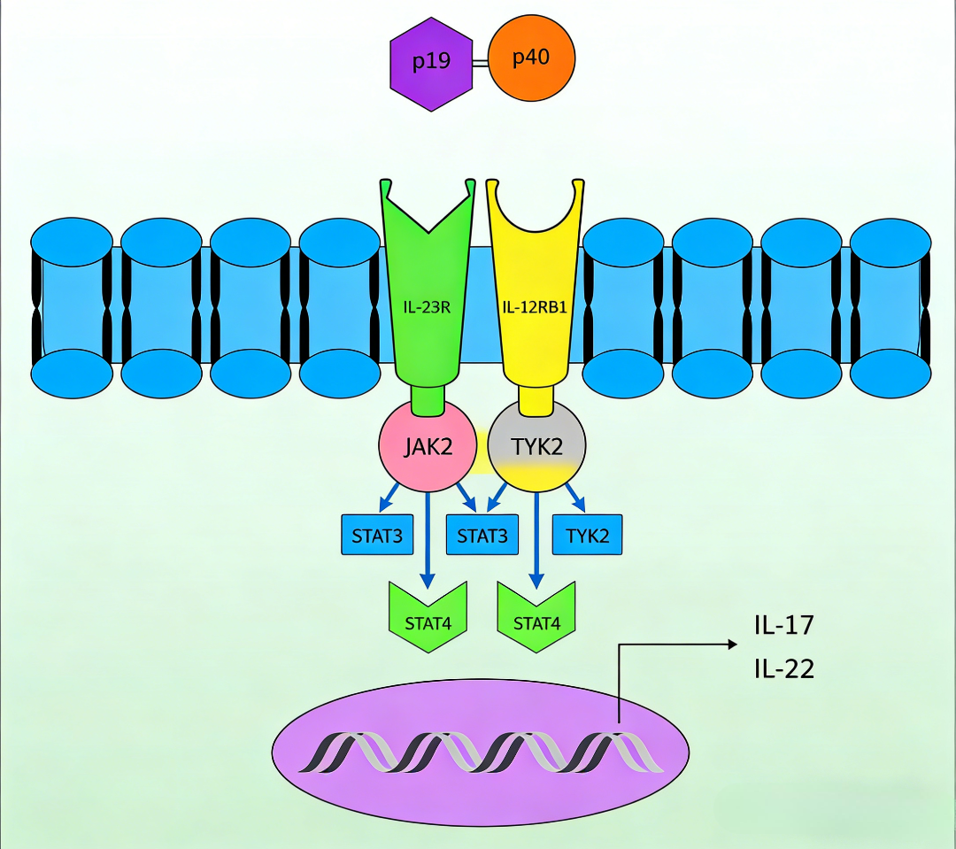 IL-23细胞因子的生物学功能及其在疾病治疗中的转化研究